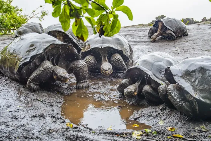 Framed Print : Wolf giant tortoise (Chelonoidis becki) group drinking from small puddles formed by fine
