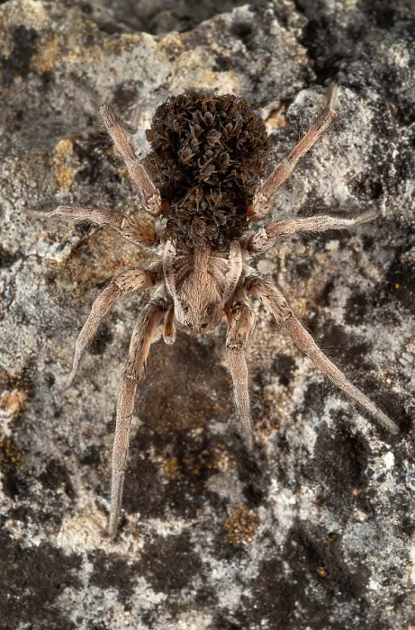 Framed Print : Wolf spider (Lycosidae) female, carrying spiderlings on back, Parque Natural da Arrabida, Portugal. October