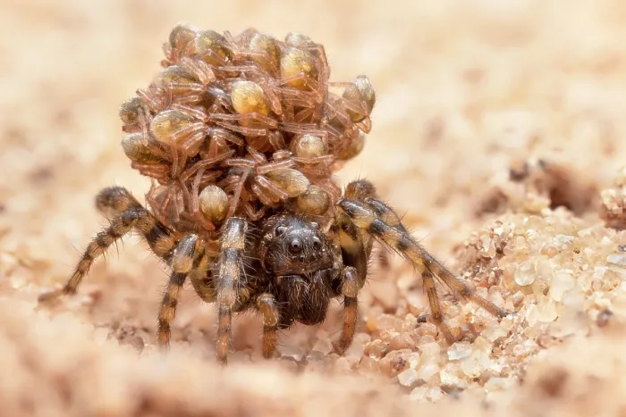 Framed Print : Wolf spider (Paradosa sp.) female, carrying brood of spiderlings on her back, Nottinghamshire, UK. June Framed Print : Wolf spider (Paradosa sp.) female, carrying brood of spiderlings on her back, Nottinghamshire, UK. June