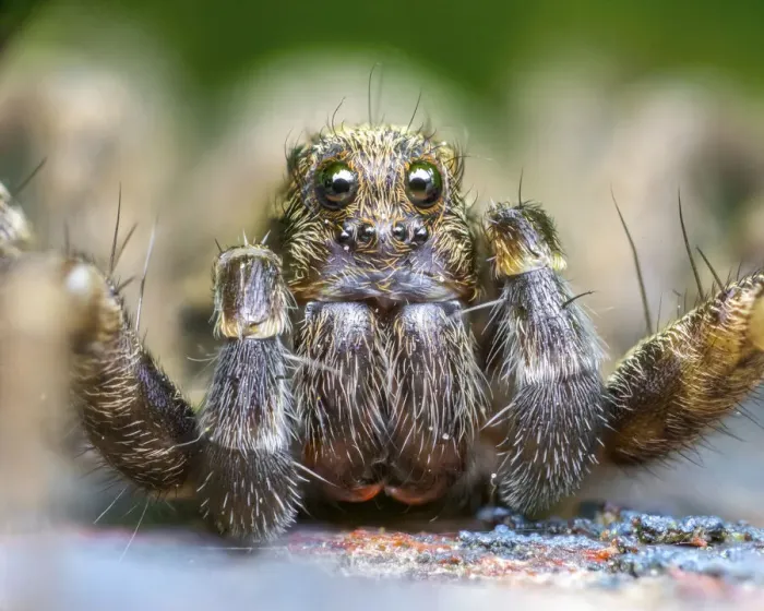 Framed Print : Wolf spider (Pardosa amentata) close up, Leeds, Yorkshire, England, UK, April