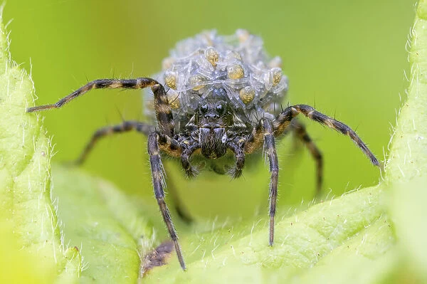 Wolf spider (Pardosa sp. ) carrying spiderlings on her back. UK