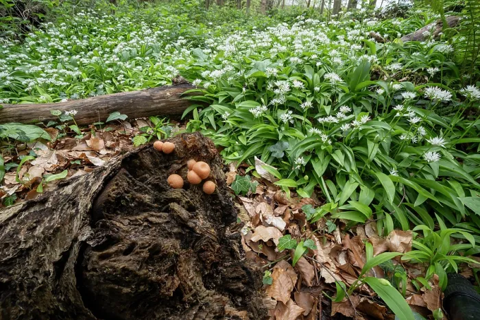 Framed Print : Wolfs milk (Lycogala epidendrum) growing on decaying log surrounded by carpet of flowering Wild garlic (Allium ursinum), Loughgall Country Park, County Armagh, Northern Ireland Framed Print : Wolfs milk (Lycogala epidendrum) growing on decaying log surrounded by carpet of flowering Wild garlic (Allium ursinum), Loughgall Country Park, County Armagh, Northern Ireland