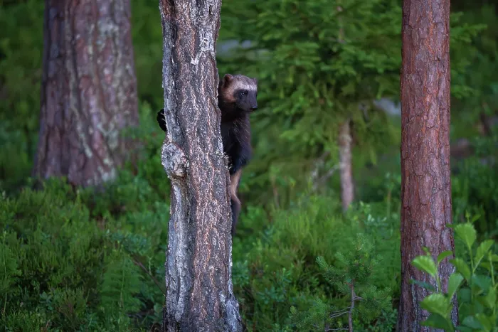 Framed Print : Wolverine (Gulo gulo) climbing up tree trunk, Karbole, Halsingland, Sweden. June Framed Print : Wolverine (Gulo gulo) climbing up tree trunk, Karbole, Halsingland, Sweden. June