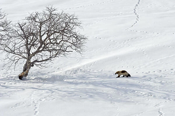 Wolverine (Gulo gulo) crosses snow field covered with animal tracks, Kamchatka, Far East Russia