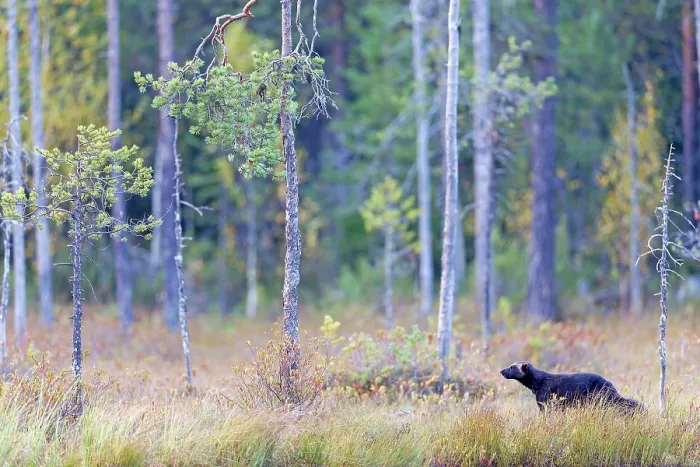 Framed Print : Wolverine (Gulo gulo) standing in forest habitat, Finland. September Framed Print : Wolverine (Gulo gulo) standing in forest habitat, Finland. September