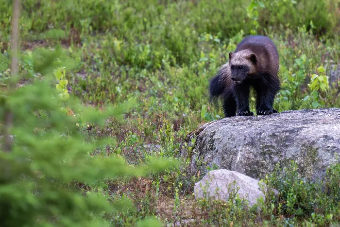 Framed Print : Wolverine (Gulo gulo) standing on a rock, Karbole, Halsingland, Sweden. June