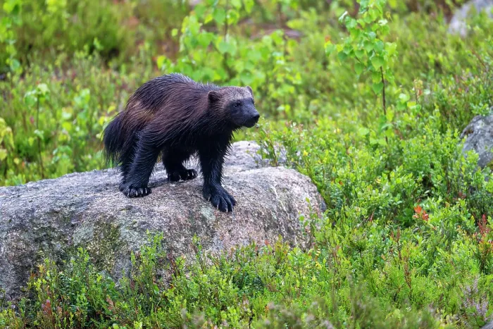 Framed Print : Wolverine (Gulo gulo) standing on a rock, Karbole, Halsingland, Sweden. July Framed Print : Wolverine (Gulo gulo) standing on a rock, Karbole, Halsingland, Sweden. July