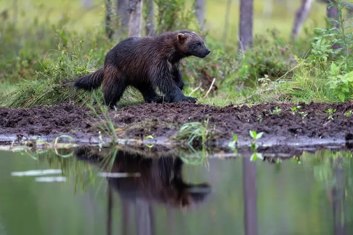Framed Print : Wolverine (Gulo gulo) walking along edge of forest pool, Kuikka camp, Kuhmo, Finland. August