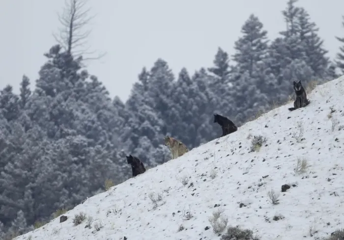 Framed Print : Wolves (Canis lupus) sitting on a hillside in snow. Yellowstone, USA, February
