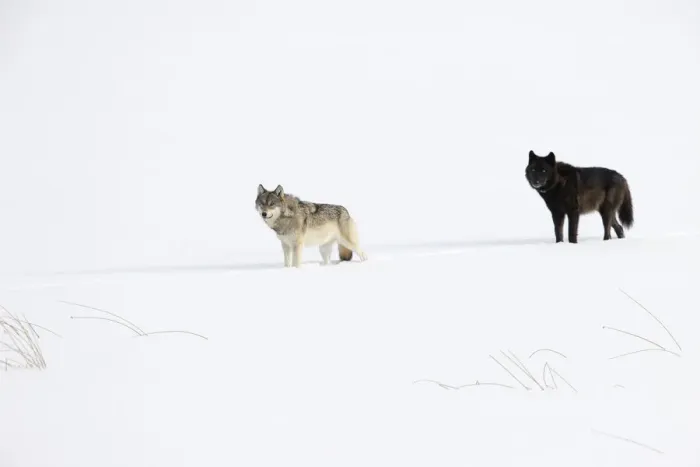 Framed Print : Two Wolves (Canis lupus) standing in deep winter snow, Yellowstone National Park, USA. January Framed Print : Two Wolves (Canis lupus) standing in deep winter snow, Yellowstone National Park, USA. January