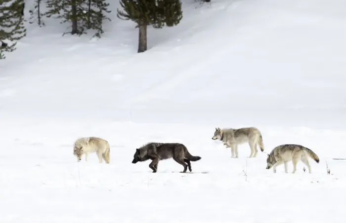 Framed Print : Four Wolves (Canis lupus) walking in snow, Yellowstone National Park, USA. January Framed Print : Four Wolves (Canis lupus) walking in snow, Yellowstone National Park, USA. January
