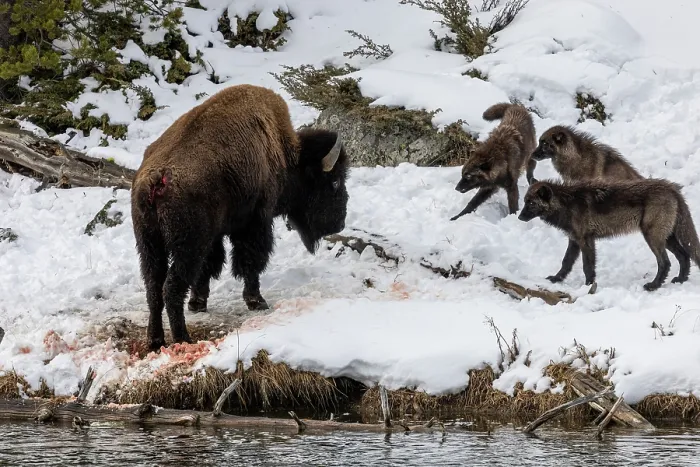 Framed Print : Wolves (Canis lupus) from the Wapiti pack hunting a Bison along snow-covered riverbank Framed Print : Wolves (Canis lupus) from the Wapiti pack hunting a Bison along snow-covered riverbank