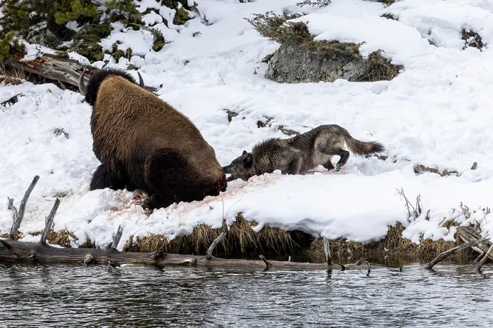 Framed Print : Wolves (Canis lupus) from the Wapiti pack hunting a Bison along snow-covered riverbank Framed Print : Wolves (Canis lupus) from the Wapiti pack hunting a Bison along snow-covered riverbank
