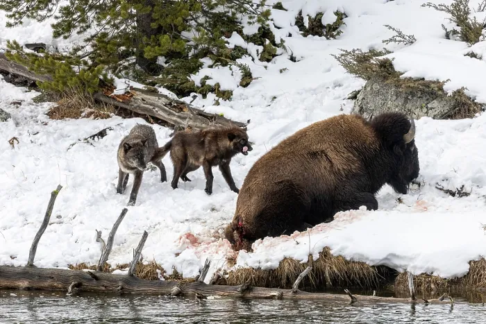 Framed Print : Wolves (Canis lupus) from the Wapiti pack hunting a Bison along snow-covered riverbank