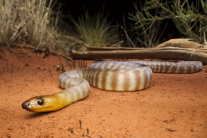 Framed Print : Woma (Aspidites ramsayi), Tanami Desert, Northern Territory, Australia, November Framed Print : Woma (Aspidites ramsayi), Tanami Desert, Northern Territory, Australia, November