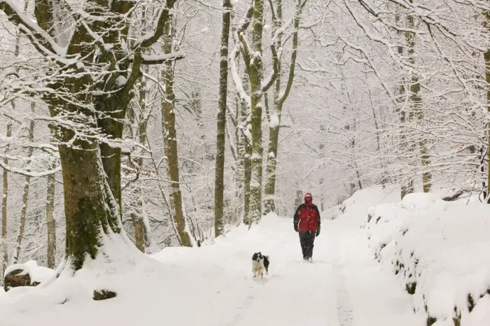 Framed Print : Women walking the dog in heavy snow near Ambleside, England, UK. March 2006 Framed Print : Women walking the dog in heavy snow near Ambleside, England, UK. March 2006