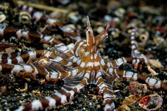 Framed Print : Wonderpus octopus (Wunderpus photogenicus) hunting on seabed, Lembeh Strait, North Sulawesi, Indonesia, Pacific Ocean Framed Print : Wonderpus octopus (Wunderpus photogenicus) hunting on seabed, Lembeh Strait, North Sulawesi, Indonesia, Pacific Ocean