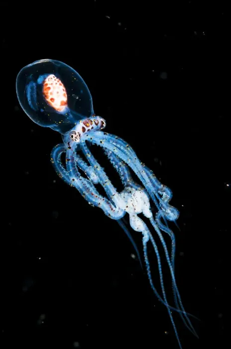 Framed Print : Wonderpus octopus (Wunderpus photogenicus) in its juvenile or larval stage Framed Print : Wonderpus octopus (Wunderpus photogenicus) in its juvenile or larval stage