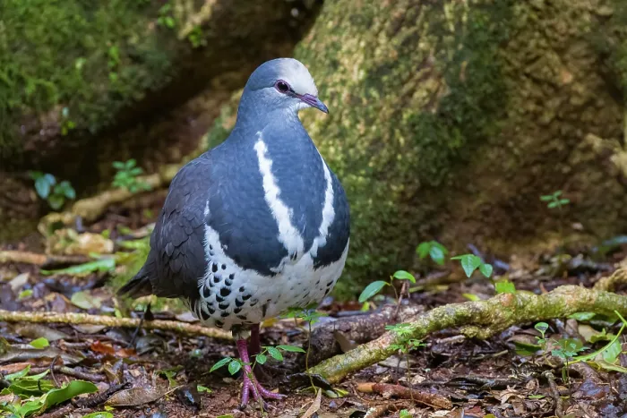 Framed Print : Wonga pigeon (Leucosarcia picata) walking over damp forest floor, eastern Australian temperate rainforest, Border Ranges, Queensland, Australia Framed Print : Wonga pigeon (Leucosarcia picata) walking over damp forest floor, eastern Australian temperate rainforest, Border Ranges, Queensland, Australia