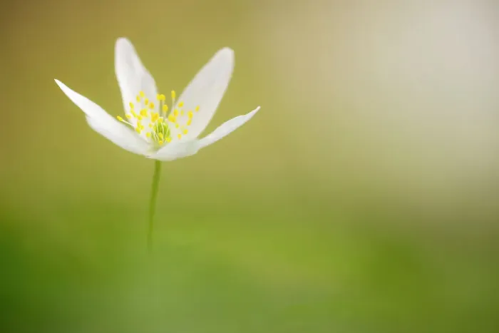 Framed Print : Wood anemone (Anemone nemorosa), Halsdon Wood Nature Reserve, near Torrington, Devon, England, UK, April Framed Print : Wood anemone (Anemone nemorosa), Halsdon Wood Nature Reserve, near Torrington, Devon, England, UK, April