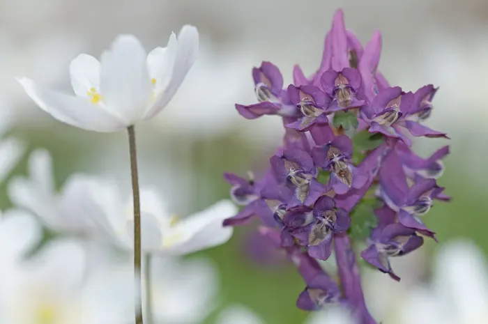 Framed Print : Wood anemone (Anemone nemorosa) and Corydalis flowers, (Corydalis solida), Staatsbossen Framed Print : Wood anemone (Anemone nemorosa) and Corydalis flowers, (Corydalis solida), Staatsbossen