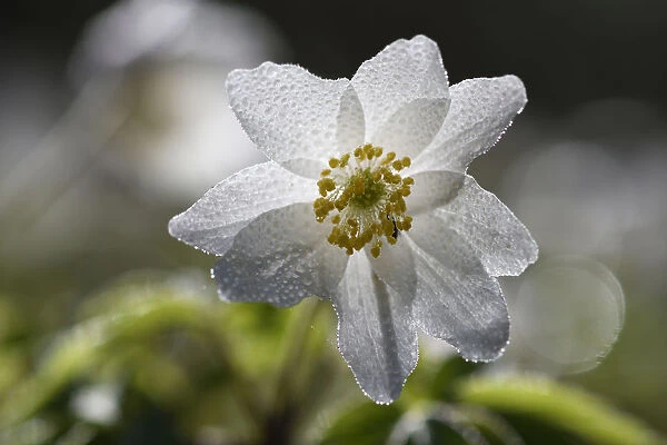 Wood anemone (Anemone nemorosa) covered in dew drops, Vosges, France, March