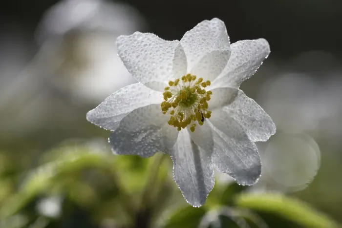 Framed Print : Wood anemone (Anemone nemorosa) covered in dew drops, Vosges, France, March Framed Print : Wood anemone (Anemone nemorosa) covered in dew drops, Vosges, France, March