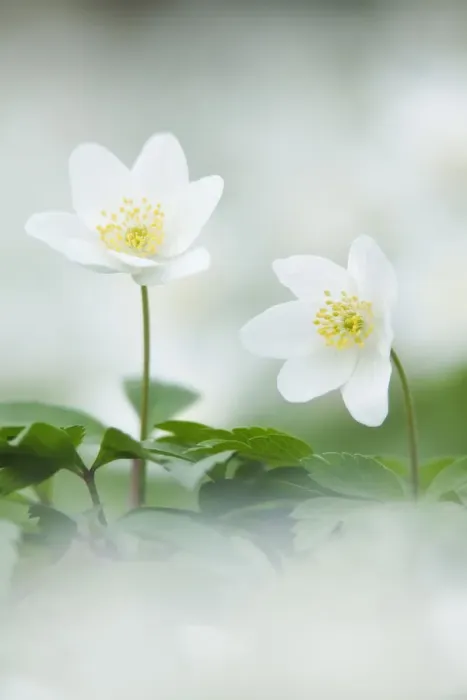 Framed Print : Wood Anemone (Anemone nemorosa) in flower. Powerstock Common Nature Reserve, Dorset Framed Print : Wood Anemone (Anemone nemorosa) in flower. Powerstock Common Nature Reserve, Dorset