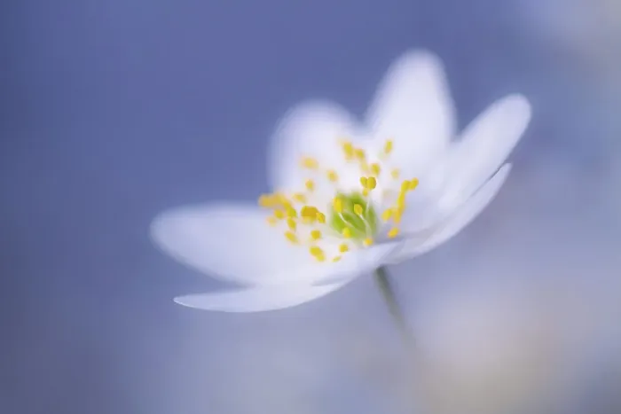 Framed Print : Wood anemone (Anemone nemorosa) flower, RHS Rosemoor, Great Torrington, Devon, UK. April Framed Print : Wood anemone (Anemone nemorosa) flower, RHS Rosemoor, Great Torrington, Devon, UK. April