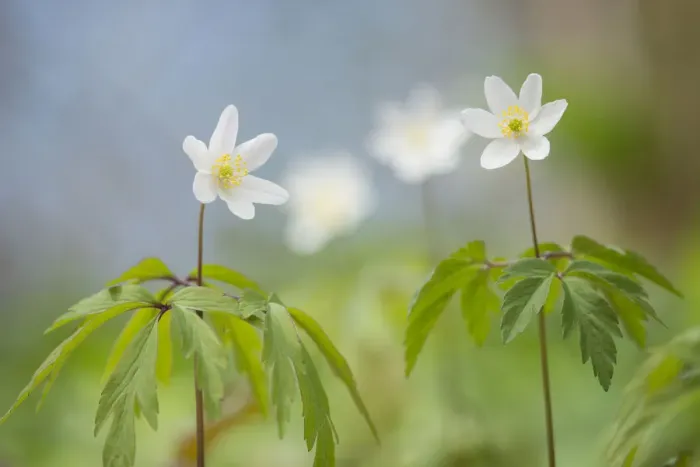 Framed Print : Wood anemone (Anemone nemorosa) Lower Woods, Gloucestershire, England, UK, April