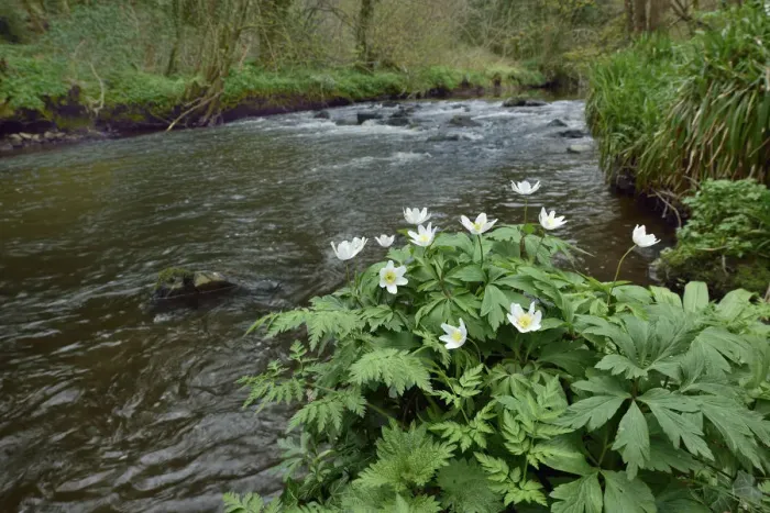 Framed Print : Wood anemone (Anemone nemorosa) by river, Co. Armagh, Northern Ireland Framed Print : Wood anemone (Anemone nemorosa) by river, Co. Armagh, Northern Ireland