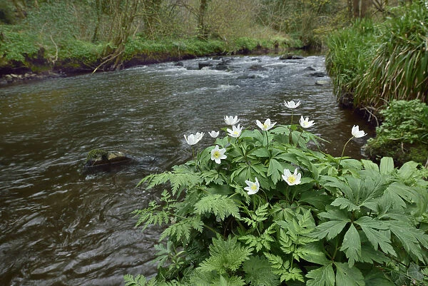 Wood anemone (Anemone nemorosa) by river, Co. Armagh, Northern Ireland
