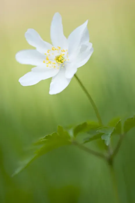 Framed Print : Wood anemone (Anemone nemorosa) single flower, Halsdon woodland, Devon, England, UK Framed Print : Wood anemone (Anemone nemorosa) single flower, Halsdon woodland, Devon, England, UK