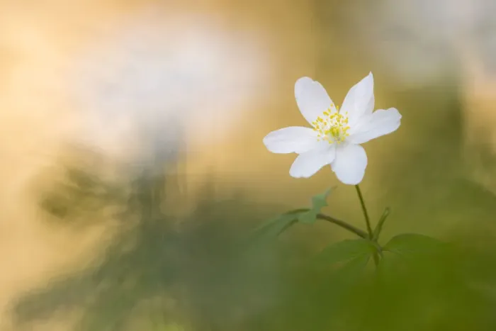 Framed Print : Wood anemone flower (Anemone nemorosa), RHS Rosemoor, near Great Torrington, Devon, UK Framed Print : Wood anemone flower (Anemone nemorosa), RHS Rosemoor, near Great Torrington, Devon, UK