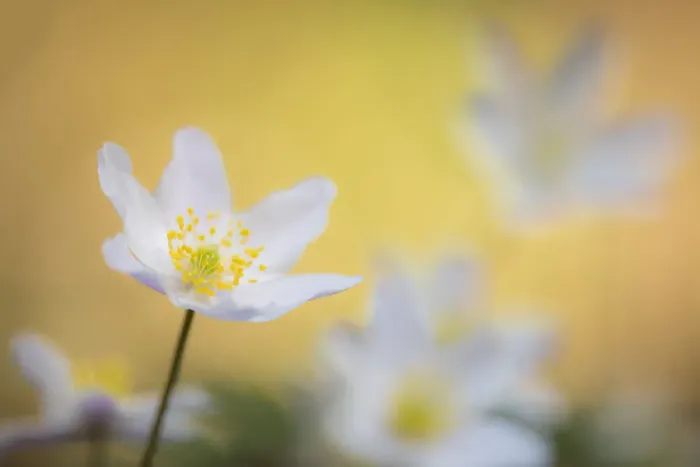 Framed Print : Wood anemone flower (Anemone nemorosa) Devon, UK. April Framed Print : Wood anemone flower (Anemone nemorosa) Devon, UK. April