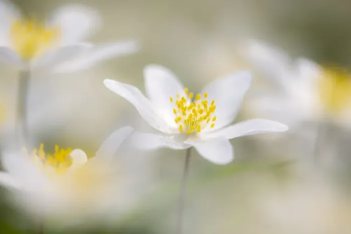 Framed Print : Wood anemone flowers (Anemone nemorosa) RHS Rosemoor, near Great Torrington, Devon, UK Framed Print : Wood anemone flowers (Anemone nemorosa) RHS Rosemoor, near Great Torrington, Devon, UK