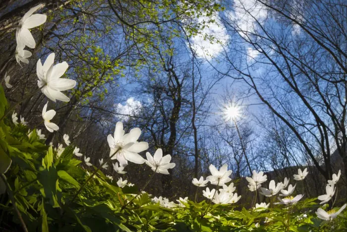 Framed Print : Wood Anemones (Anemone nemorosa) carpeting a woodland floor, low angle fish eye view Framed Print : Wood Anemones (Anemone nemorosa) carpeting a woodland floor, low angle fish eye view