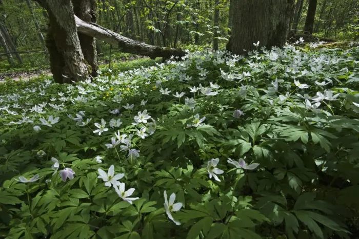 Framed Print : Wood anemones (Anemone nemorosa) in flower, Matsalu National Park, Estonia, May 2009 Framed Print : Wood anemones (Anemone nemorosa) in flower, Matsalu National Park, Estonia, May 2009
