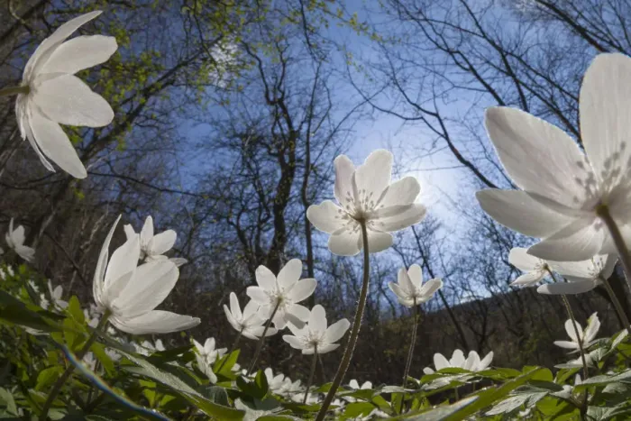 Framed Print : Wood Anemones (Anemone nemorosa) in flower on woodland floor, low angle fish eye view