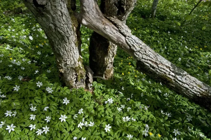Framed Print : Wood anemones (Anemone nemorosa) flowering around partially fallen tree, Matsalu National Park