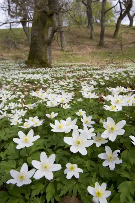 Framed Print : Wood anemones (Anemone nemorosa) growing in profusion on woodland floor, Scotland