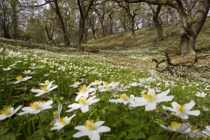 Framed Print : Wood anemones (Anemone nemorosa) growing in profusion on woodland floor, Scotland Framed Print : Wood anemones (Anemone nemorosa) growing in profusion on woodland floor, Scotland