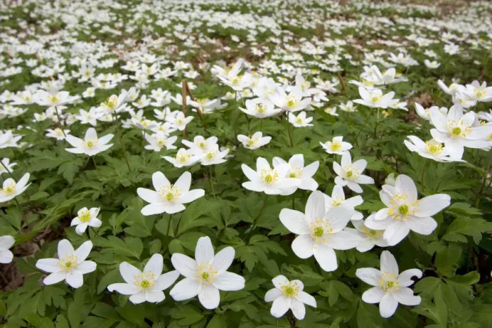 Framed Print : Wood anemones (Anemone nemorosa) growing in profusion on woodland floor, Scotland