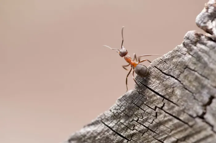 Framed Print : Wood ant (Formica rufa) Arne RSPB reserve, Dorset, England, UK, July Framed Print : Wood ant (Formica rufa) Arne RSPB reserve, Dorset, England, UK, July