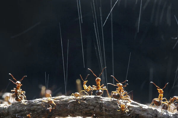 Wood Ant (Formica rufa) workers on top of their nest synchronise ejection of formic