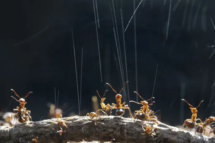 Framed Print : Wood Ant (Formica rufa) workers on top of their nest synchronise ejection of formic Framed Print : Wood Ant (Formica rufa) workers on top of their nest synchronise ejection of formic