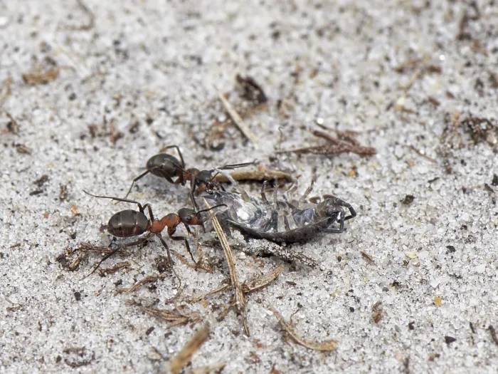 Framed Print : Two Wood ants (Formica rufa) female workers, dragging Common woodlouse (Oniscus asellus) prey back to their nest in sandy heathland, Dorset, England, UK. September