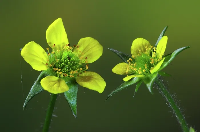 Framed Print : Wood avens (Geum urbanum) in flower, Dorset, England, UK. May. Studio shot Framed Print : Wood avens (Geum urbanum) in flower, Dorset, England, UK. May. Studio shot