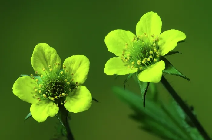 Framed Print : Wood avens (Geum urbanum) in flower, close up, Dorset, England, UK. May. Studio shot Framed Print : Wood avens (Geum urbanum) in flower, close up, Dorset, England, UK. May. Studio shot