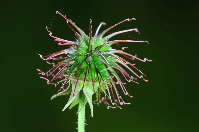 Framed Print : Wood avens (Geum urbanum) seed pod, Dorset, UK. Studio shot Framed Print : Wood avens (Geum urbanum) seed pod, Dorset, UK. Studio shot